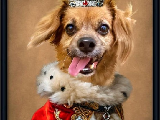 Princess of Pets: The Ultimate Guide to Raising a Royal Furry Friend