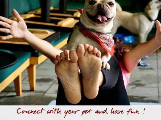  Experience Luxury Grooming at Pawsh Pet Spa: The Ultimate Retreat for Your Furry Friends