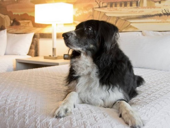  Discover the Best Pet Friendly Hotels in Ogden for Your Next Adventure