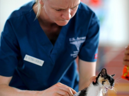  Comprehensive Care for Your Pets at Providence Animal Hospital: A Guide to Our Services